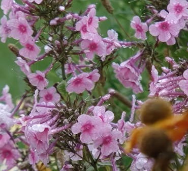 Oppbygging av staudebed floks Oppbygging av staudebed floks